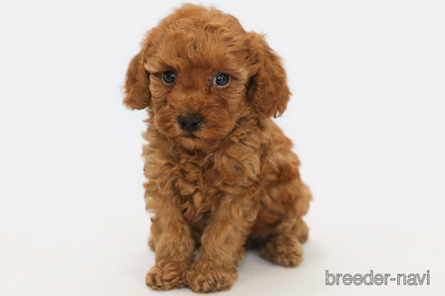 成約済の神奈川県のトイプードル-322037の2枚目